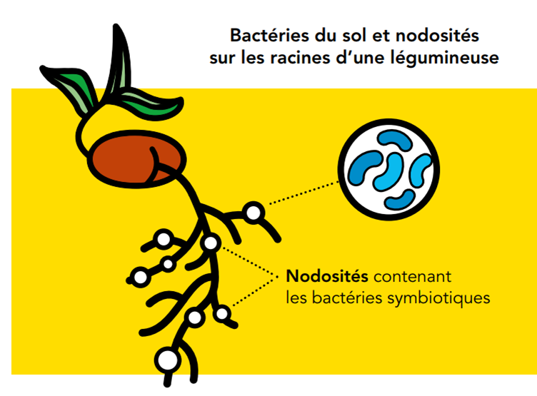 Fixation symbiotique légumineuse fourragère