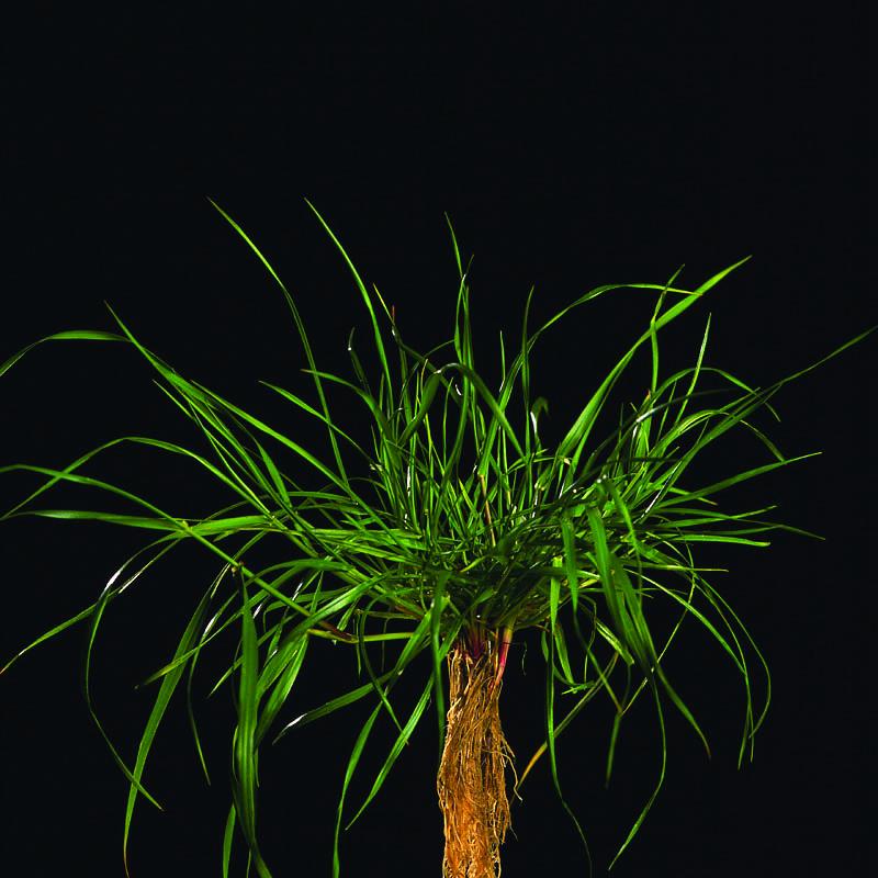 Ray Grass Hybride