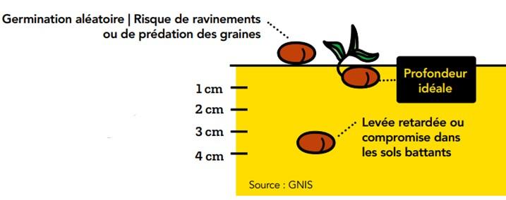 Germination aléatoire