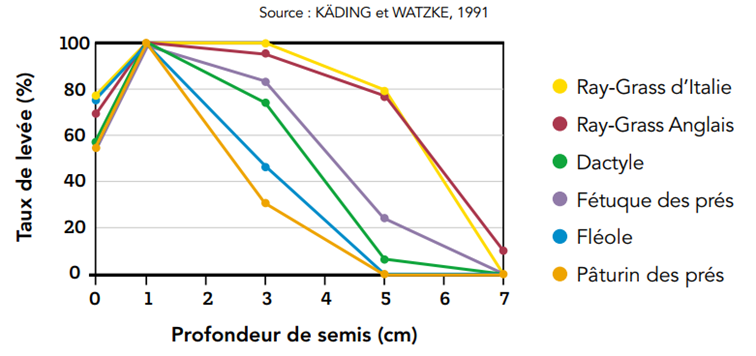 Profondeur semos espece graminee