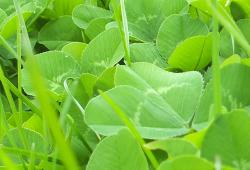 Herbe fraîche Naturaliss : Raygrass plus mâche
